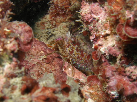 Mudjimba (Old Woman) Island Dive Site - Palm Beach Accommodation 2