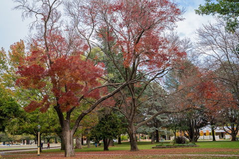 Queanbeyan Central Park - Palm Beach Accommodation 1