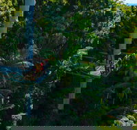 Tamborine Rainforest Skywalk - Palm Beach Accommodation