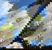 Tasmania Birchs Bay Cherries - Palm Beach Accommodation