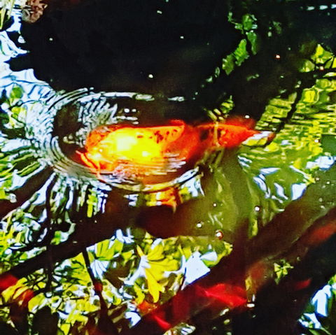 The Fernery At Diamond Waters - Palm Beach Accommodation 2