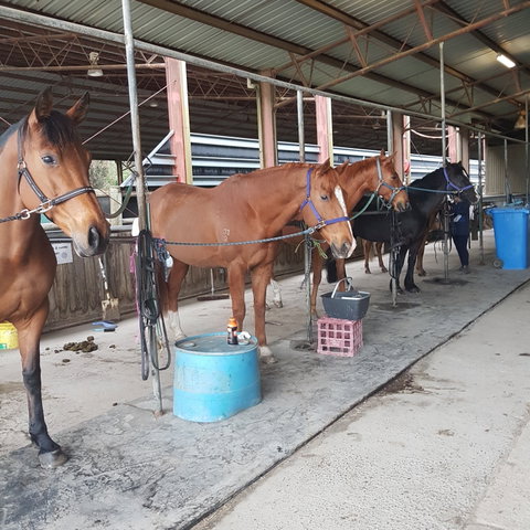The Equine Club - Palm Beach Accommodation 0