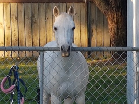 The Equine Club - Palm Beach Accommodation 2