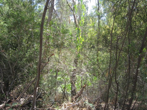 Wangaratta Common Nature Conservation Reserve - Palm Beach Accommodation 0