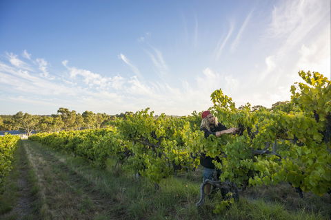 Mclaren Vale - Palm Beach Accommodation 0
