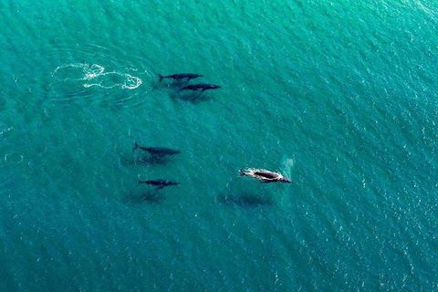 25-30 Minute Newcastle & Macquarie Helicopter Shared Flight - Palm Beach Accommodation 2
