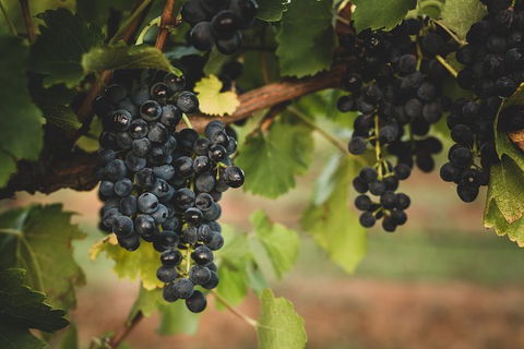 Hideaway Private Tours Hunter Valley - Palm Beach Accommodation 9