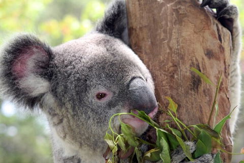 Private 10-hour Tour To Blue Mountains From Sydney - Hotel Pick Up & Drop Off - Palm Beach Accommodation 2