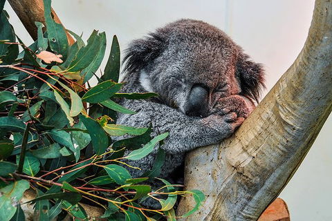 Blue Mountains Highlights, Wildlife Park And Scenic World Full Day Private Tour - Palm Beach Accommodation 1