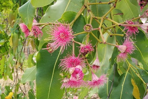 Full-Day Private Guided Tour To Litchfield National Park - Palm Beach Accommodation 5