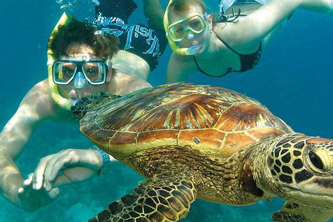 8-Day Cairns Tour: Great Barrier Reef, Kuranda, Daintree Rainforest - Palm Beach Accommodation 2