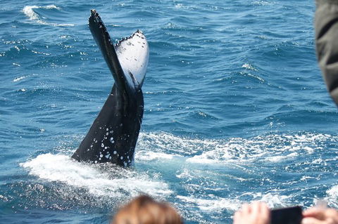 Half-Day Whale Watching In Urangan - Palm Beach Accommodation 2
