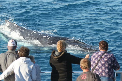 Half-Day Whale Watching In Urangan - Palm Beach Accommodation 5