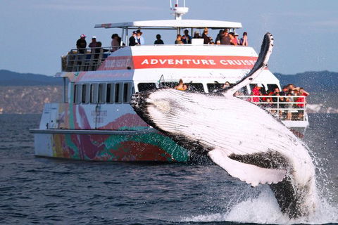 Half-Day Whale Watching In Urangan - Palm Beach Accommodation 0