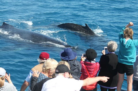 Half-Day Whale Watching In Urangan - Palm Beach Accommodation 4