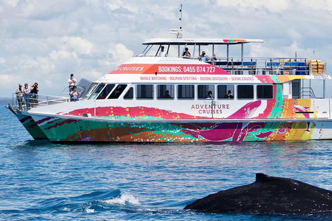 Half-Day Whale Watching In Urangan - Palm Beach Accommodation 1