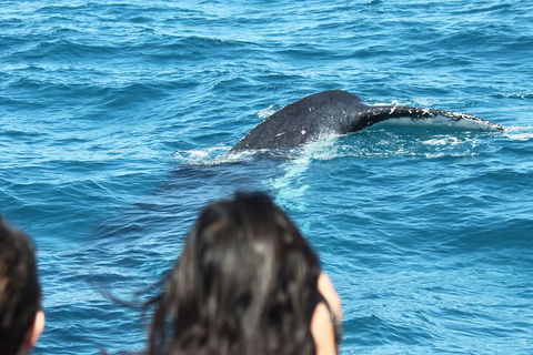 Half-Day Whale Watching In Urangan - Palm Beach Accommodation 7