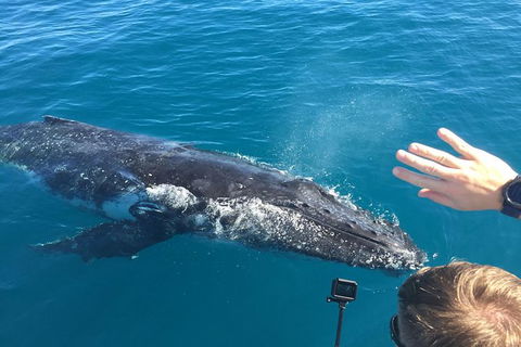 Half-Day Whale Watching In Urangan - Palm Beach Accommodation 6