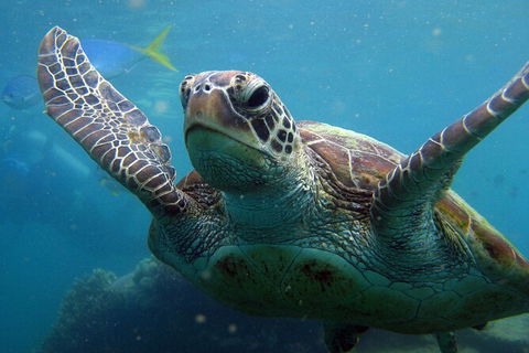 2 Night Whitsunday Islands Cruise On Atlantic Clipper From Airlie Beach - Palm Beach Accommodation 6