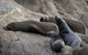 Kangaroo Island Ocean Safari - Snorkeling Safari - thumb 7