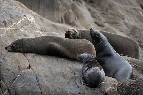 Kangaroo Island Ocean Safari - Snorkeling Safari - Palm Beach Accommodation 7