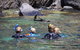 Kangaroo Island Ocean Safari - Snorkeling Safari - thumb 4