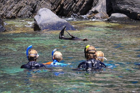 Kangaroo Island Ocean Safari - Snorkeling Safari - Palm Beach Accommodation 4