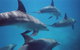 Kangaroo Island Ocean Safari - Snorkeling Safari - thumb 3