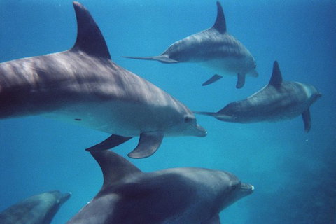 Kangaroo Island Ocean Safari - Snorkeling Safari - Palm Beach Accommodation 3