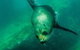 Kangaroo Island Ocean Safari - Snorkeling Safari - thumb 5