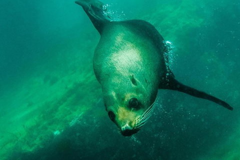 Kangaroo Island Ocean Safari - Snorkeling Safari - Palm Beach Accommodation 5