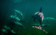 Kangaroo Island Ocean Safari - Snorkeling Safari - thumb 1