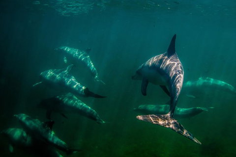 Kangaroo Island Ocean Safari - Snorkeling Safari - Palm Beach Accommodation 1