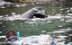 Kangaroo Island Ocean Safari - Snorkeling Safari - thumb 0