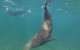 Kangaroo Island Ocean Safari - Snorkeling Safari - thumb 6