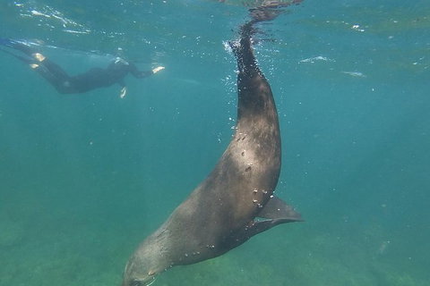Kangaroo Island Ocean Safari - Snorkeling Safari - Palm Beach Accommodation 6