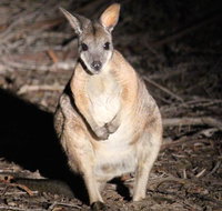 Small-Group Kangaroo Island 4WD Night Tour - Palm Beach Accommodation
