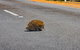 Kangaroo Island Luxury Small Group \'Flinders Chase Focus\' Full Day Tour - thumb 7