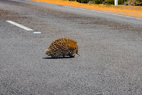 Kangaroo Island Luxury Small Group \'Flinders Chase Focus\' Full Day Tour - Palm Beach Accommodation 7