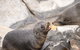 Kangaroo Island Luxury Small Group \'Flinders Chase Focus\' Full Day Tour - thumb 5