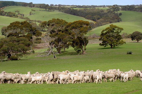 Kangaroo Island Luxury Small Group \'Island Life\' Full Day Tour - Palm Beach Accommodation 4