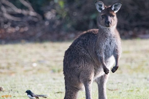 Kangaroo Island Luxury Small Group \'Island Life\' Full Day Tour - Palm Beach Accommodation 1
