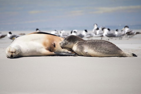 Kangaroo Island Luxury Small Group \'Island Life\' Full Day Tour - Palm Beach Accommodation 3