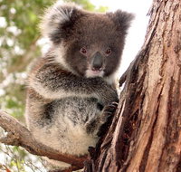 Kangaroo Island Luxury Small Group 'Island Life' Full Day Tour - Palm Beach Accommodation