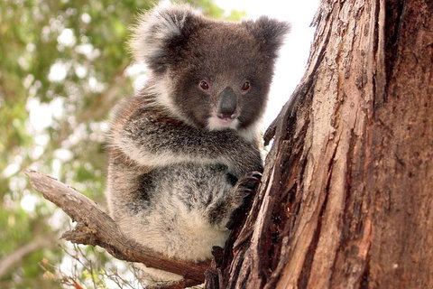 Kangaroo Island Luxury Small Group \'Island Life\' Full Day Tour - Palm Beach Accommodation 0