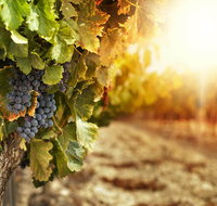 Kangaroo Island Half Day Food and Wine Trail Tour - Palm Beach Accommodation