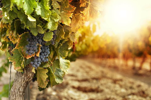 Kangaroo Island Half Day Food And Wine Trail Tour - Palm Beach Accommodation 0