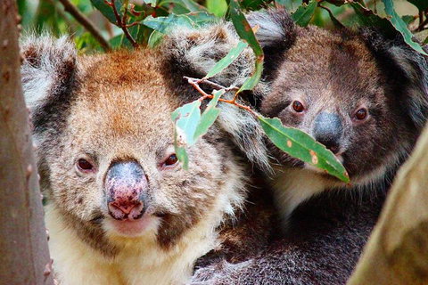 Kangaroo Island 2 Hour Bike Tour - Palm Beach Accommodation 3