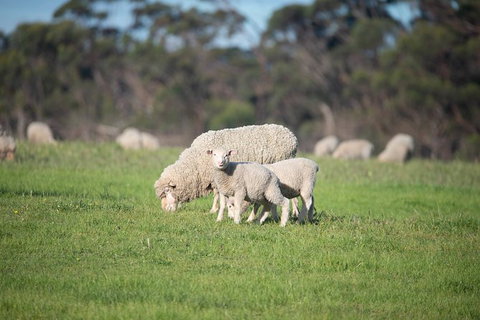 Fine Flavours - Full Day Kangaroo Island Food & Wine Tour - Palm Beach Accommodation 9