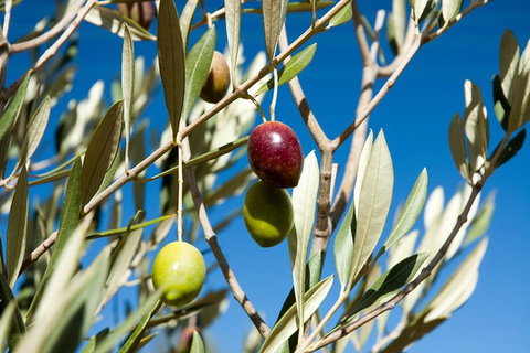 Fine Flavours - Full Day Kangaroo Island Food & Wine Tour - Palm Beach Accommodation 3